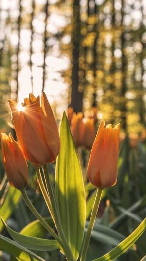 有效的蜘蛛池平台截图3