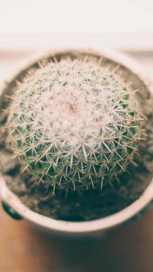 免费蜘蛛池程序截图2