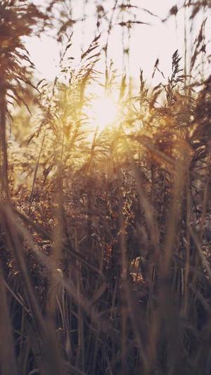 网站建设平台截图2