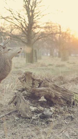 磐石网站建设截图2