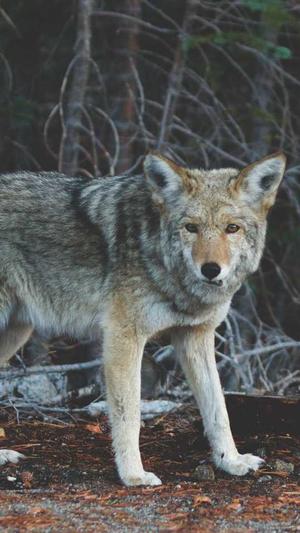 蜘蛛池是什么材质做的截图3