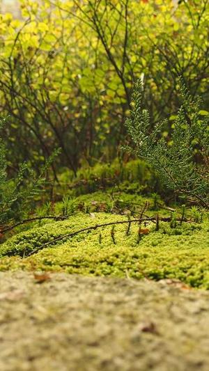 蜘蛛池怎么选择截图4